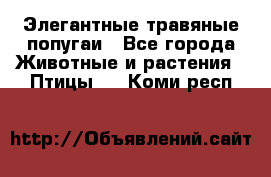 Элегантные травяные попугаи - Все города Животные и растения » Птицы   . Коми респ.